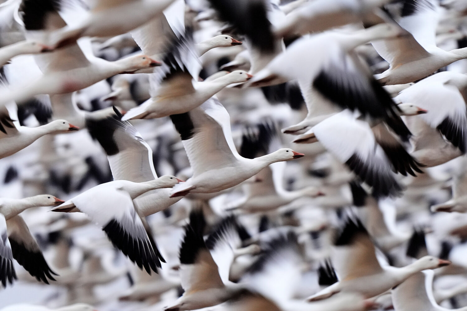 Snow geese take off to resume their northern migration after a stopover at the Middle Creek Wildlif...