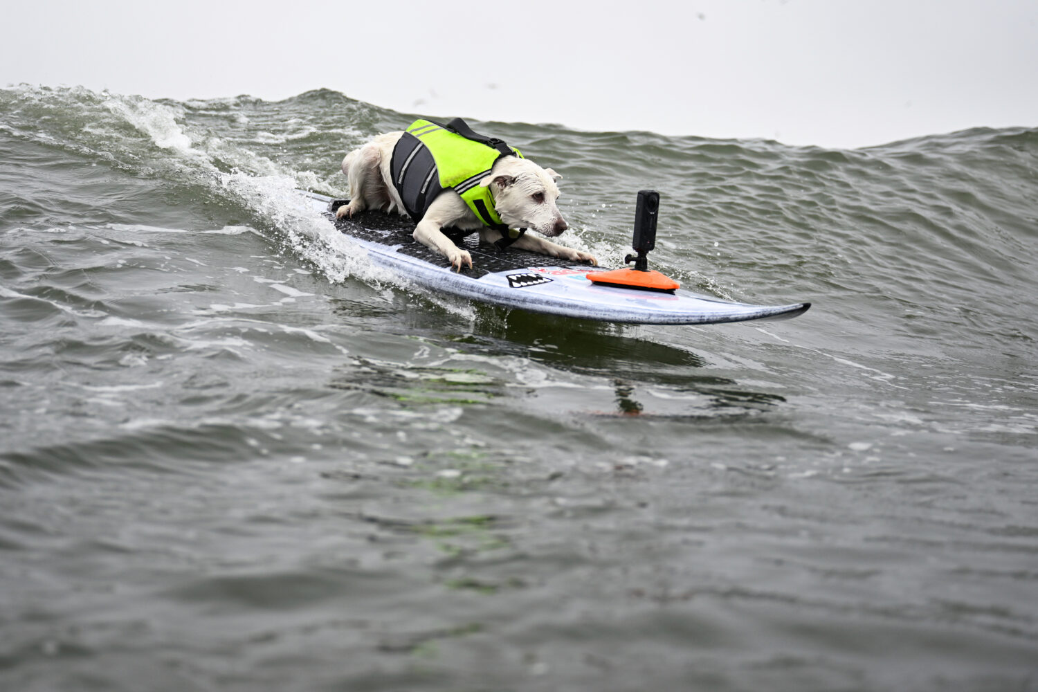 FILE - Sugar catches a wave in the first heat of medium dogs during the World Dog Surfing Champions...