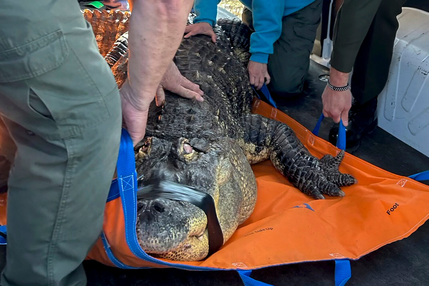 FILE - In this photo provided by the New York Department of Environmental Conservation, officers se...