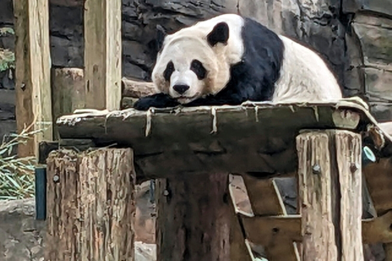 FILE - One of four panda bears at Zoo Atlanta rests in their habitat on Dec. 30, 2023, in Atlanta. ...