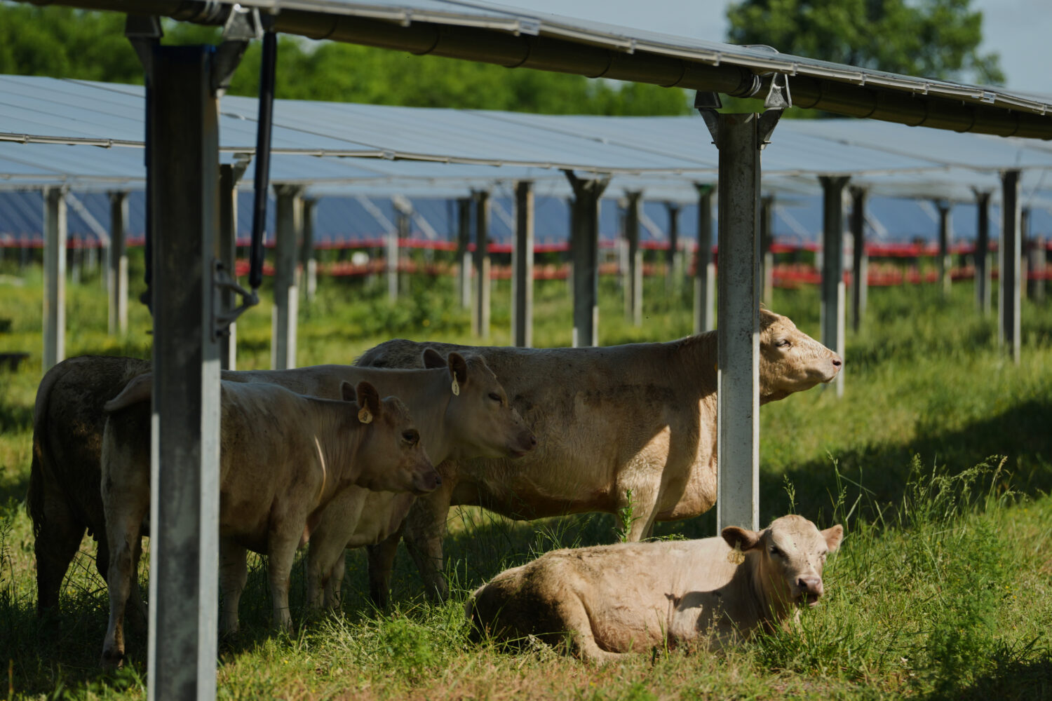 A cow, right, scratches on the support beam of a solar panel Tuesday, April 28, 2026, at a farm in ...