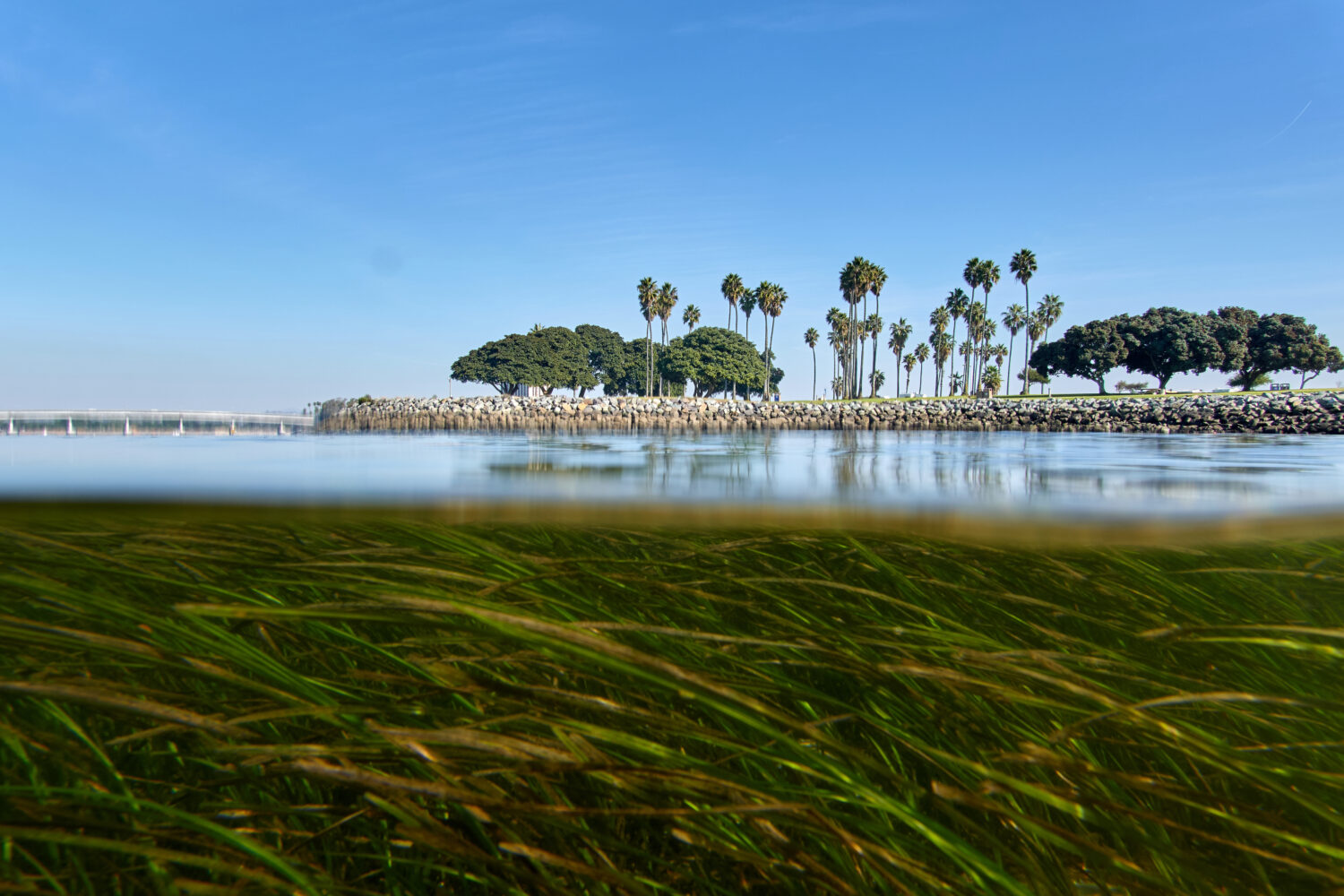 Eelgrass sways in the current in San Diego's Mission Bay, Tuesday, Dec. 2, 2025. (AP Photo/Annika H...