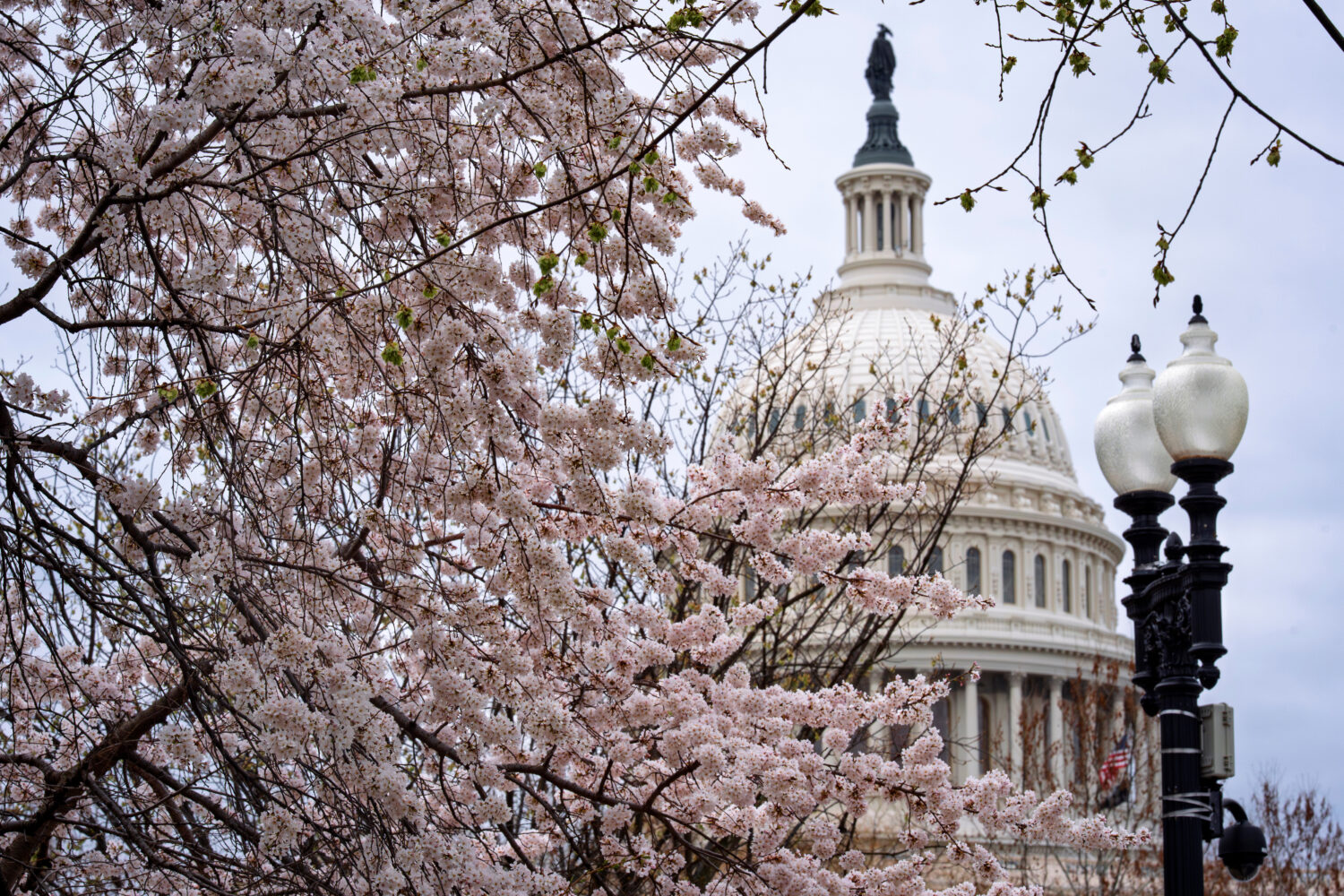 The Capitol is framed amid blooming cherry trees in Washington, Monday, March 23, 2026. (AP Photo/J...