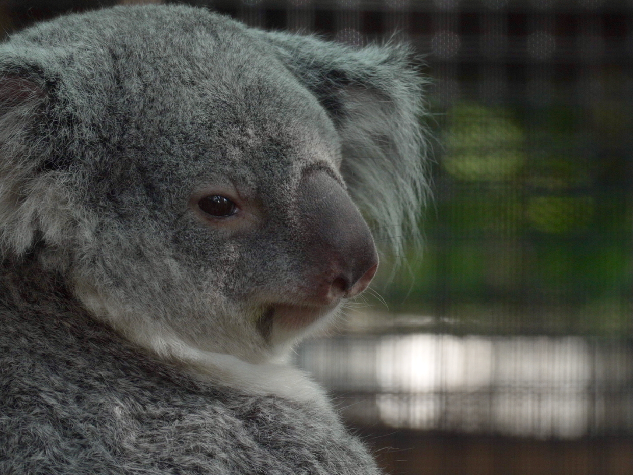A koala named Ellin sits inside a habitat at Palm Beach Zoo Conservation Society in West Palm Beach...