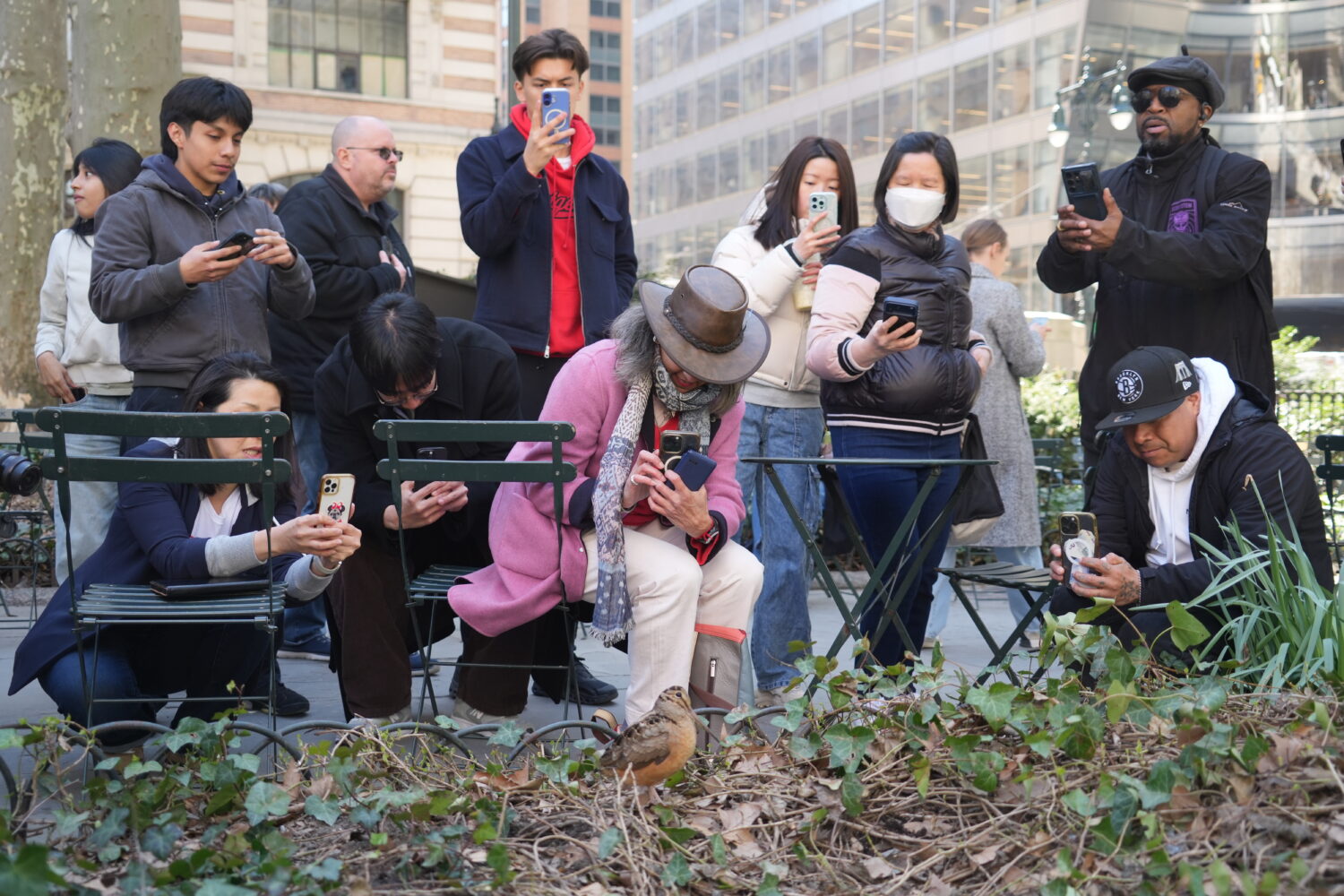 Visitors gather to take photos of an American woodcock as it pauses along its spring migration rout...