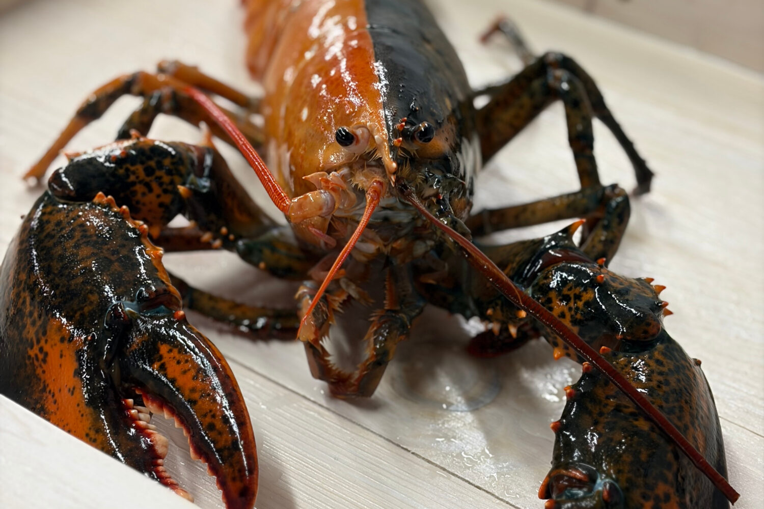 A rare split-color lobster is seen at the Wellfleet Shellfish Company, in Eastham, Mass., April 17,...