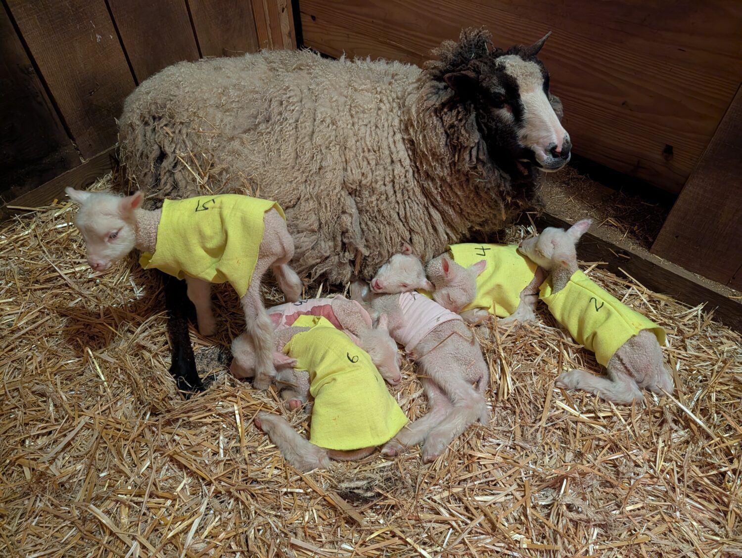 In this photo provided by the Clover and Bee Farm, a ewe and her sextuplet lambs rest at the farm i...