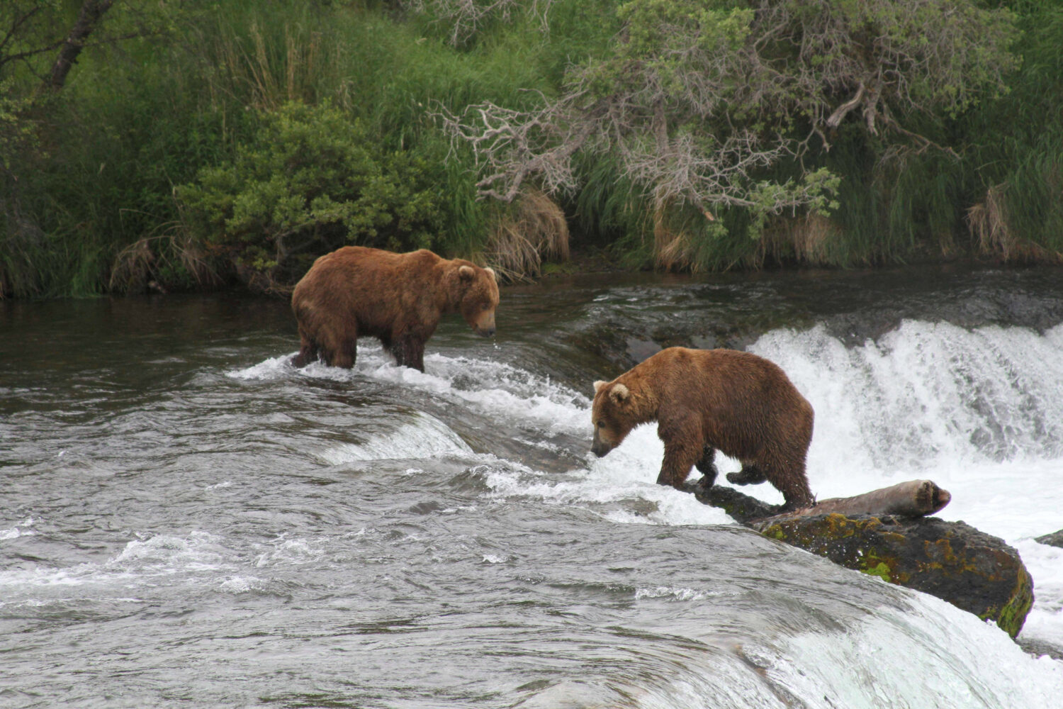 FILE - Two brown bears look for salmon at Brooks Falls in Katmai National Park and Preserve, Alaska...