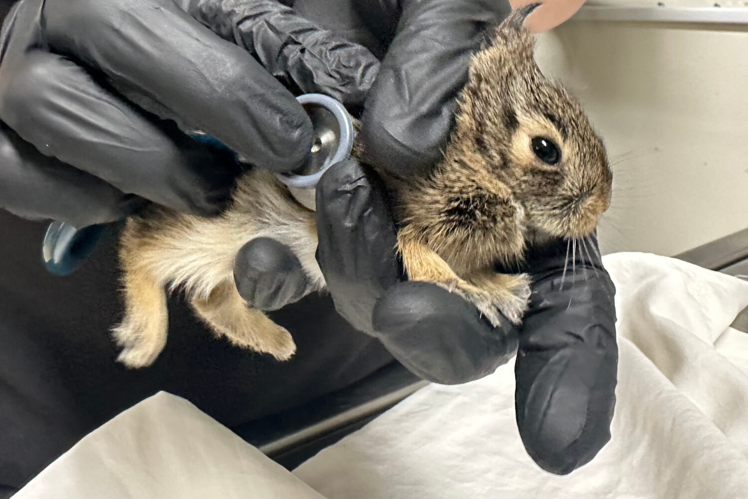 Wildlife Rehabilitation Center of Minnesota medical director Dr. Agnes Hutchinson examines a baby r...