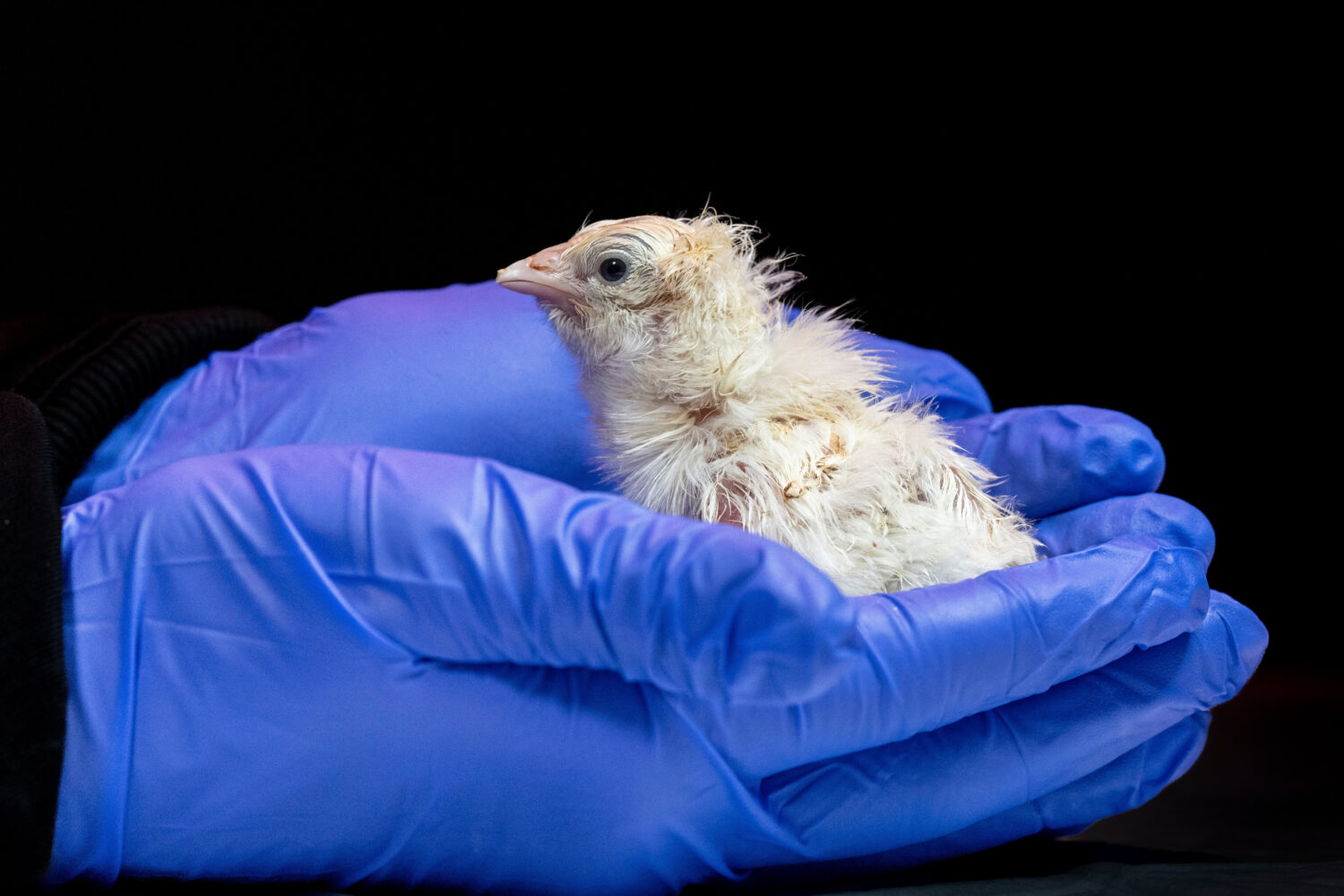 This undated photo provided by Colossal Biosciences shows a chick hatched from an artificial enviro...