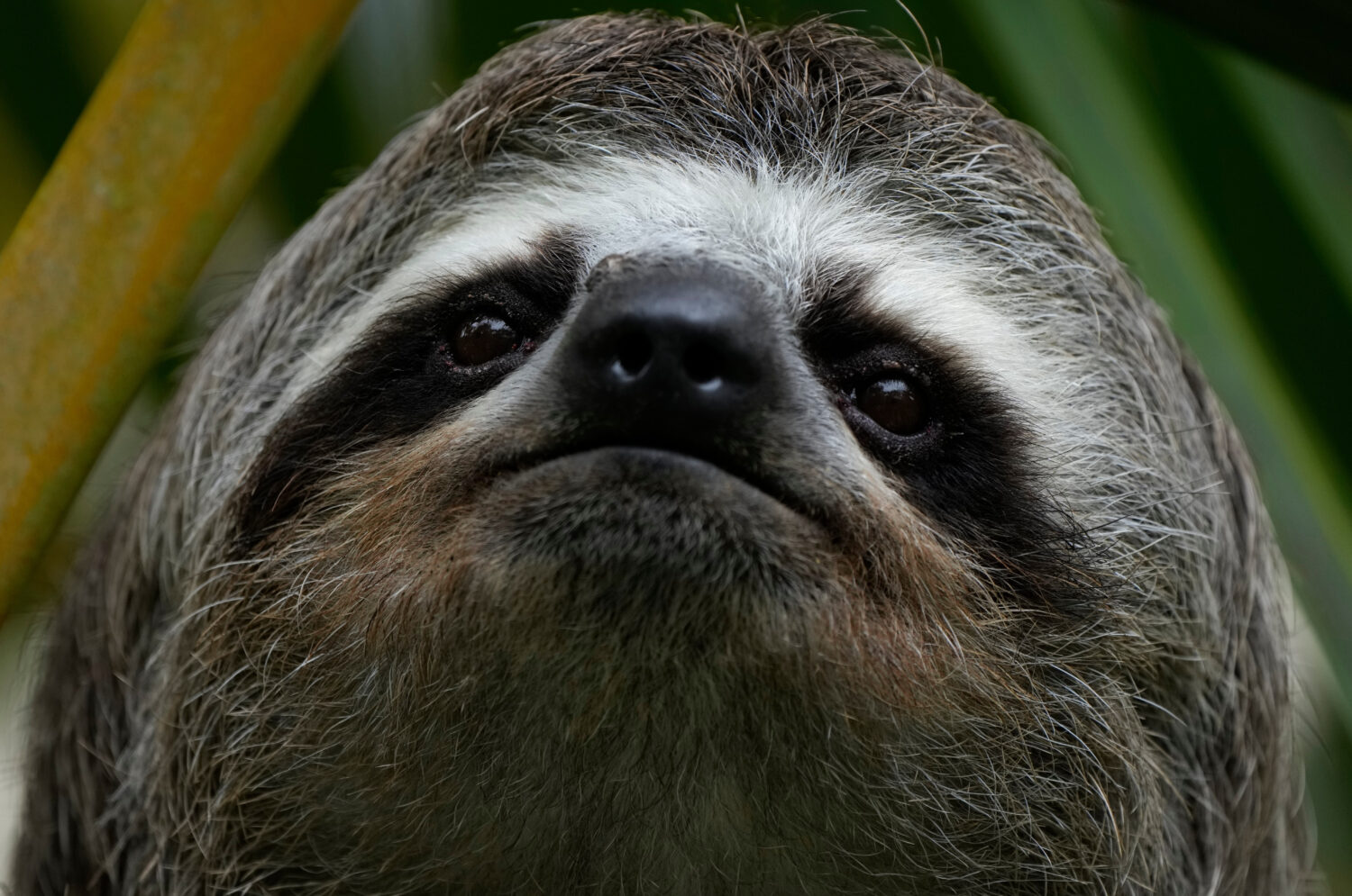 FILE - A sloth is photographed on the outskirt of Caracas, Venezuela, Saturday, March 12, 2022. (AP...
