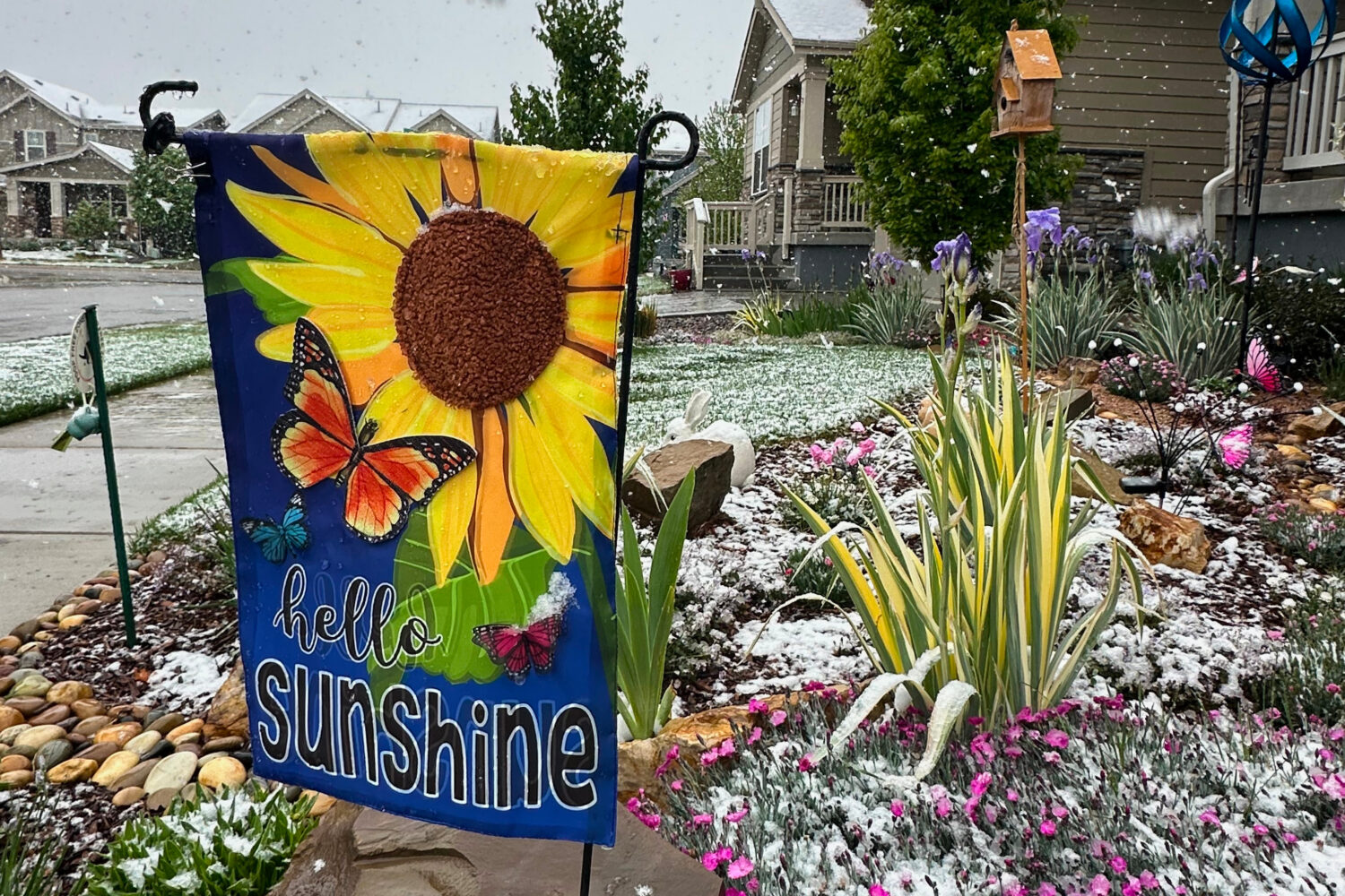 Wet snow falls on flowers Tuesday, May 5, 2026, in Fort Collins, Colo. (AP Photo/Mead Gruver)Credit...