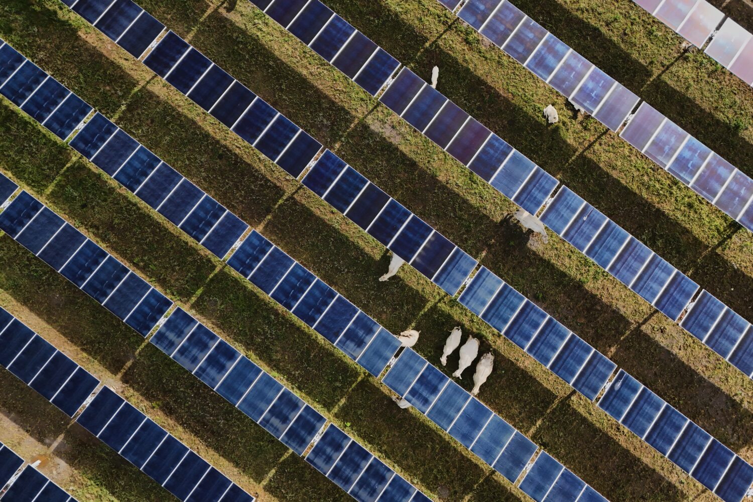 Cattle graze under solar panels Tuesday, April 28, 2026, at a farm in Christiana, Tenn. (AP Photo/J...