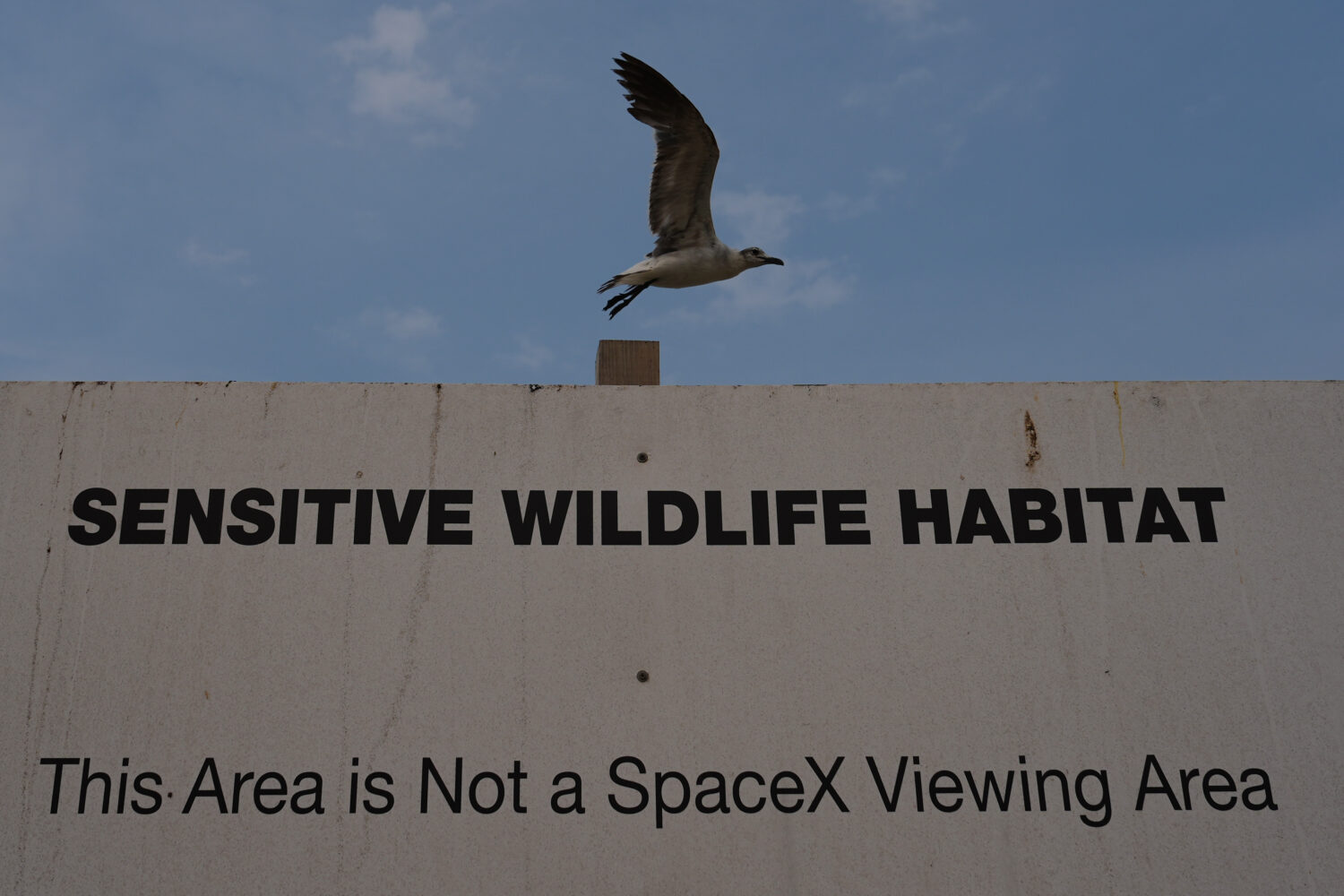 A seagull passes a sign near the SpaceX mega rocket Starship launch pads as they are prepared for a...