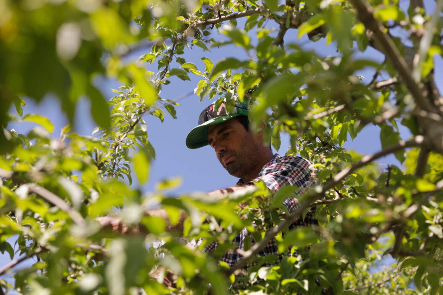 Greg Burtt, owner of Burtt's Apple Orchard, ties tubing around an apple tree to stabilize it Wednes...
