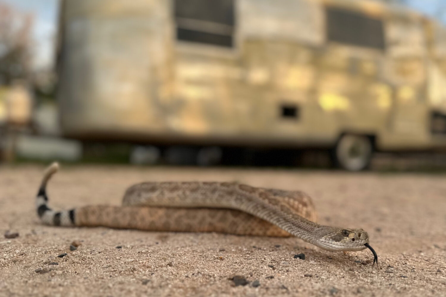 In this undated photo shows Brian the rattlesnake, which is used to train dogs to avoid dangerous v...