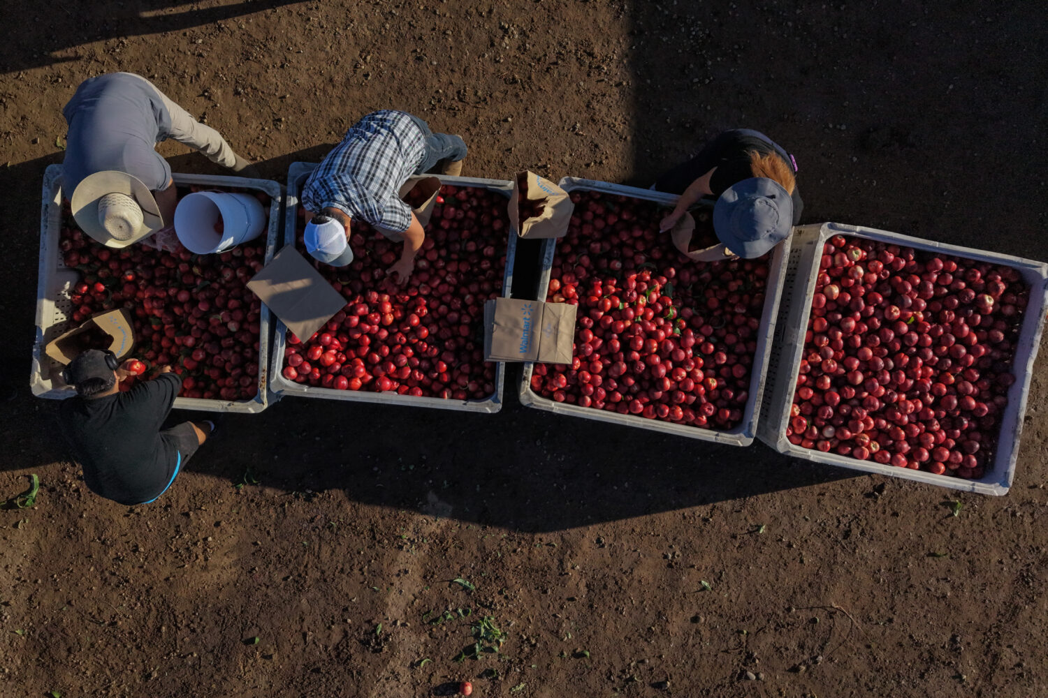 Family members and volunteers bag nectarines during a free giveaway at Cesar Mora's orchard in Reed...