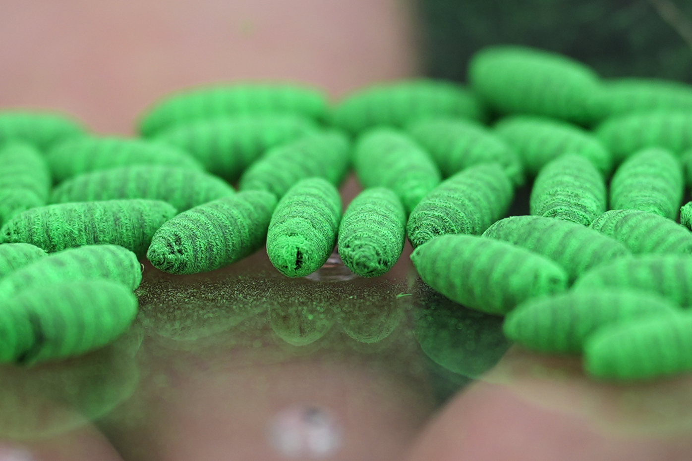 Dyed fly pupae are seen as a sterile fly dispersal station is placed by the U.S. Department of Agri...