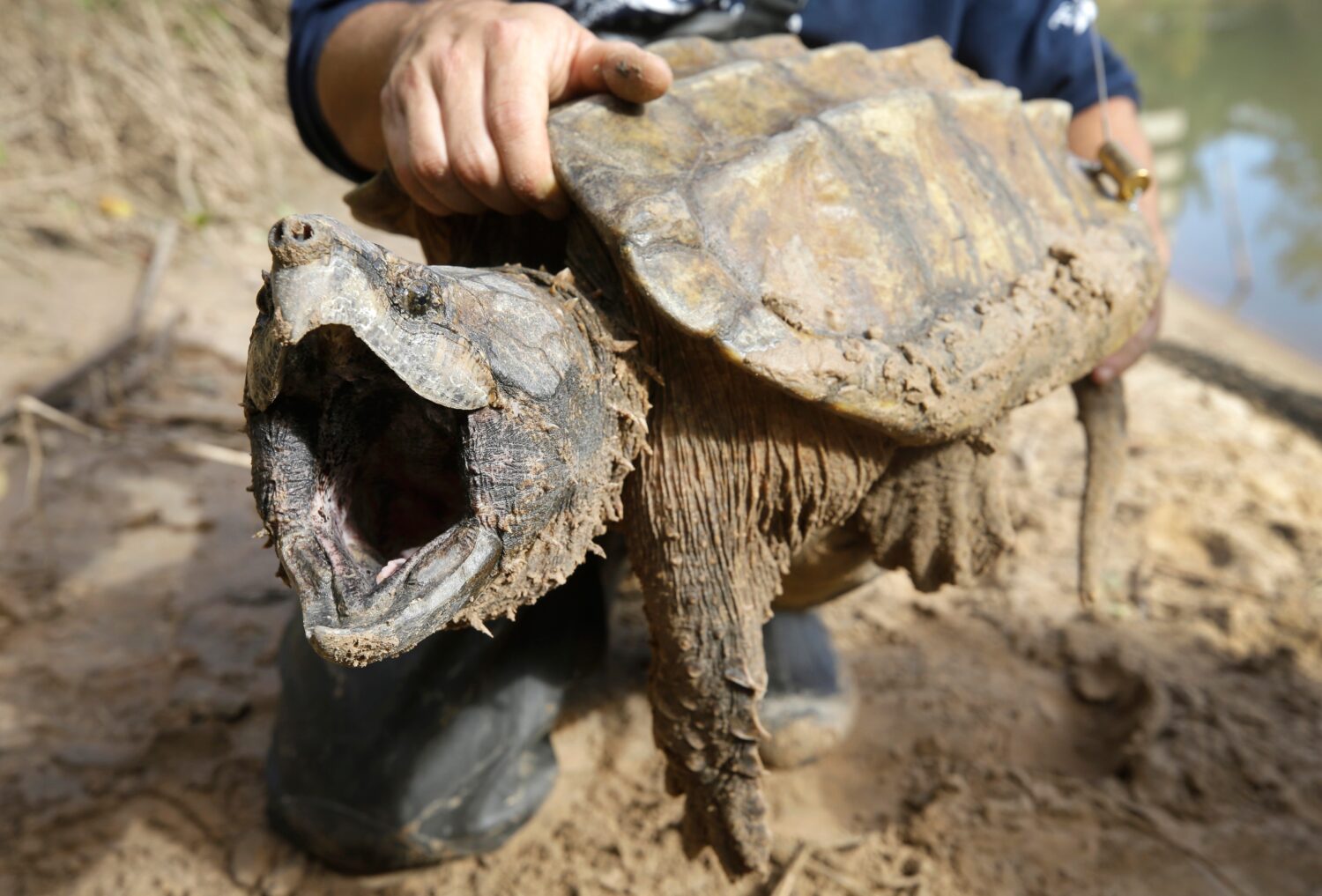 FILE - A male alligator snapping turtle is held after being trapped by the Turtle Survival Alliance...