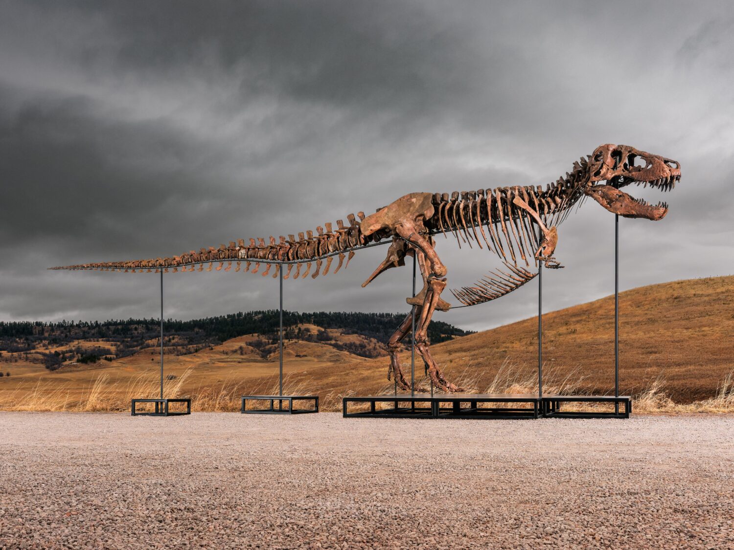 This undated photo provided by Sotheby's on Tuesday, July 14, 2026, shows "Gus," one of the largest...