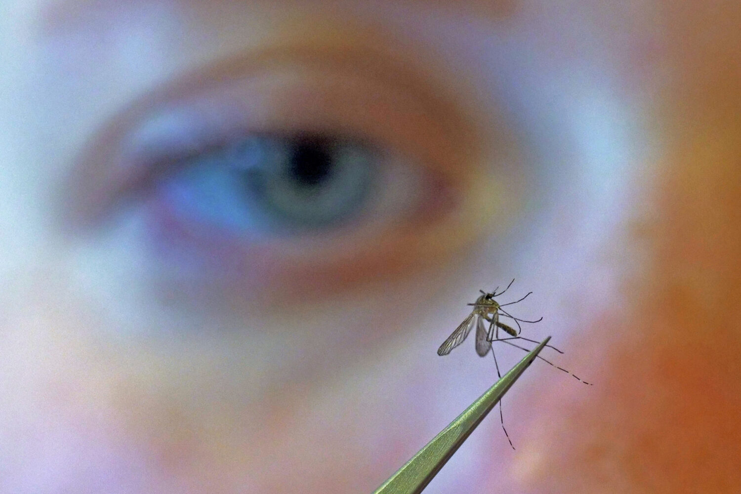 FILE - A municipal biologist examines a mosquito in Salt Lake City, Aug. 26, 2019. (AP Photo/Rick B...